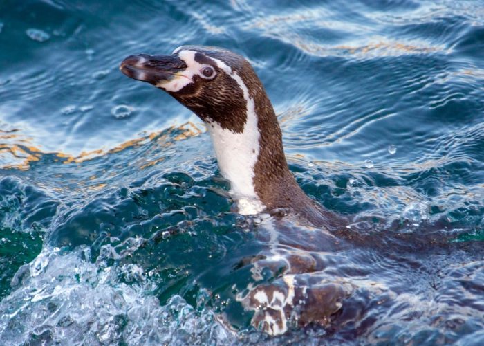 Pingüino de la especie Humboldt, nada en la frías aguas del Océano Pacífico