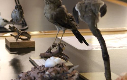 Colección de pájaros disecados en la Biblioteca de la Escuela de Medicina Veterinaria de la UC