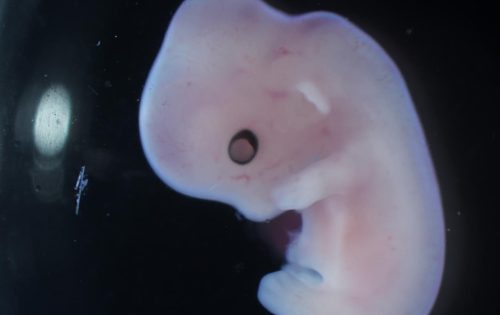 Imagen a color de un feto de alguna cría animal