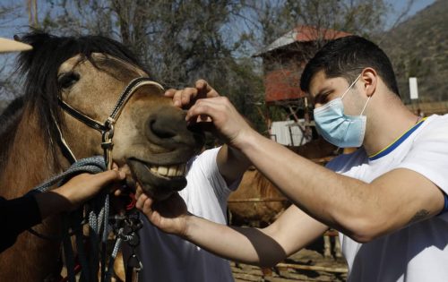 Joven estudiante de veterinaria, revisa un caballo